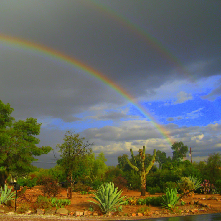 Silver Infused Desert Rain Pure Essential Oil