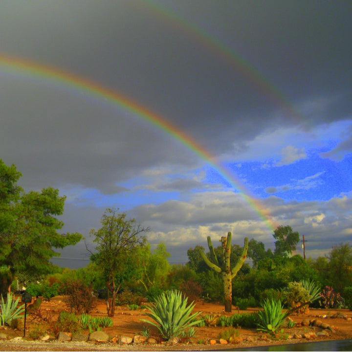 Silver Infused Desert Rain Pure Essential Oil
