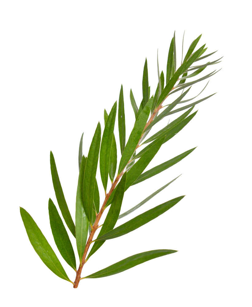 Silver Infused Tea Tree Pure Essential Oil