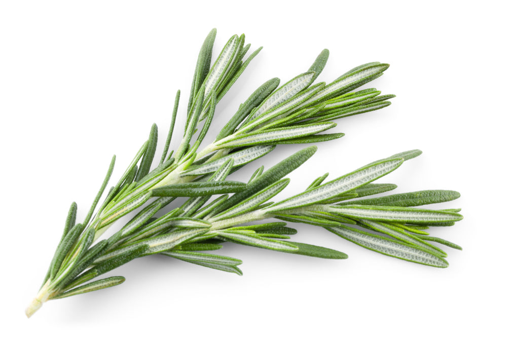 Silver Infused Rosemary Pure Essential Oil