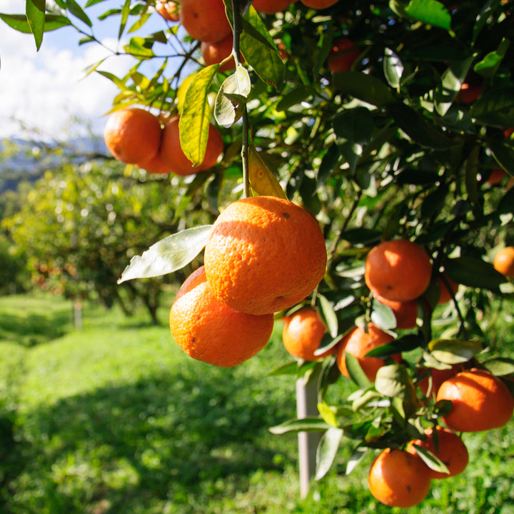 Silver Infused Citrus Grove Pure Essential Oil