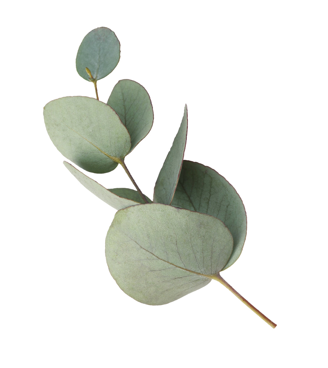 Silver Infused Eucalyptus Pure Essential Oil