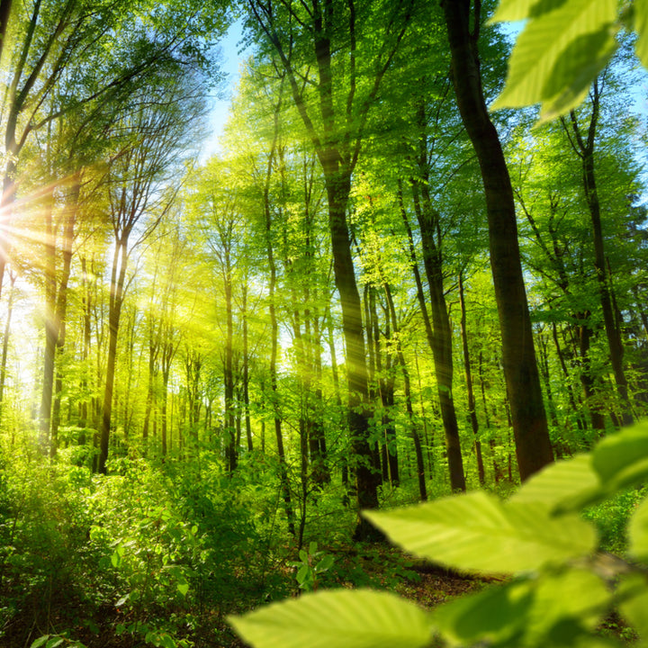 Silver Infused Forest Bathing Pure Essential Oil