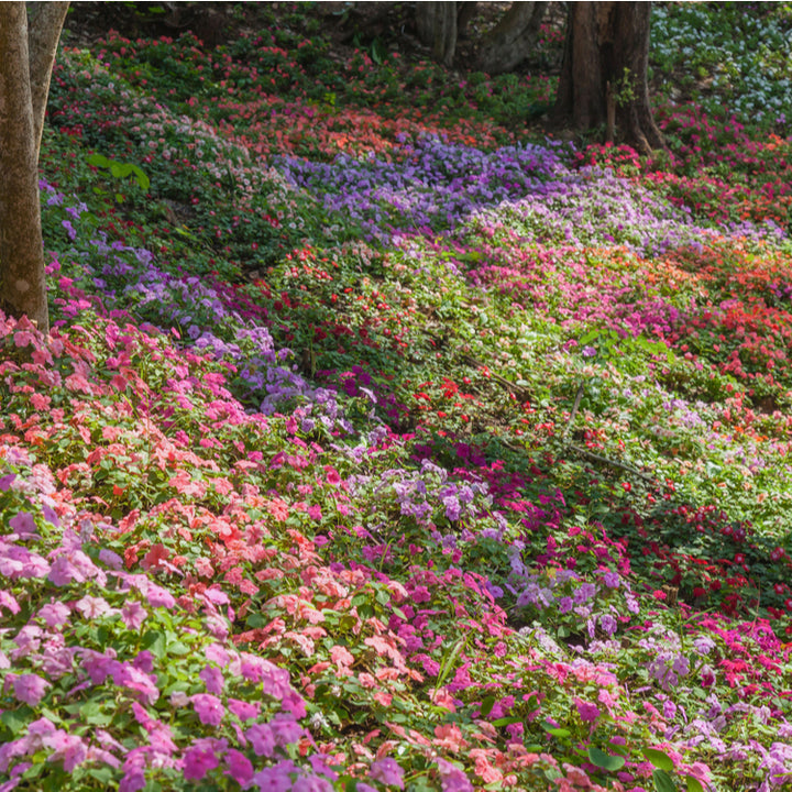 Silver Infused Wildflower Pure Essential Oil