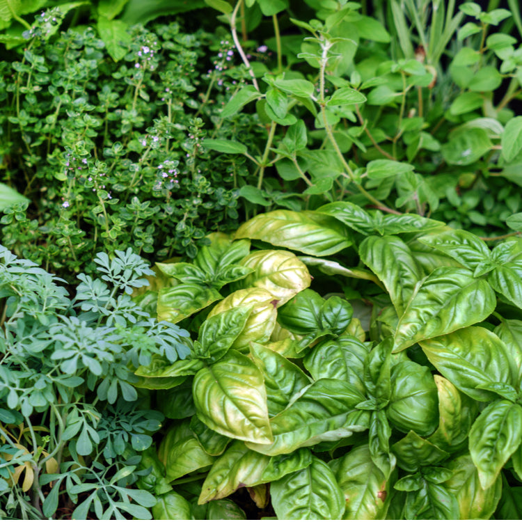 Silver Infused Herb Garden Pure Essential Oil