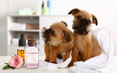 Colloidial Silver & Essential Oils for Dogs