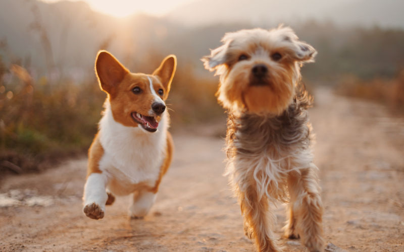 EMF Radiation Can be Harmful to your Dogs