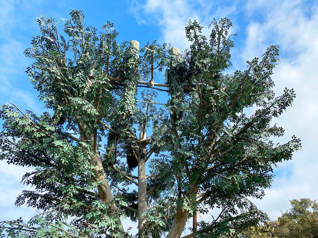 Why we should care about the harmful effects of EMFs?