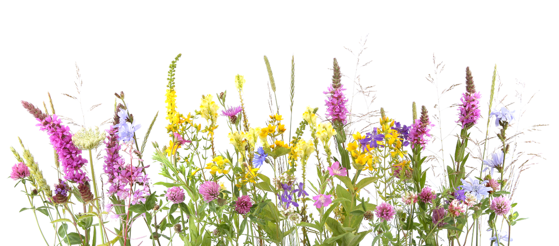 Botanical Flowers and Plants: How They Can Benefit Our Health