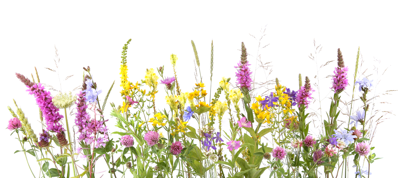 Botanical Flowers and Plants: How They Can Benefit Our Health