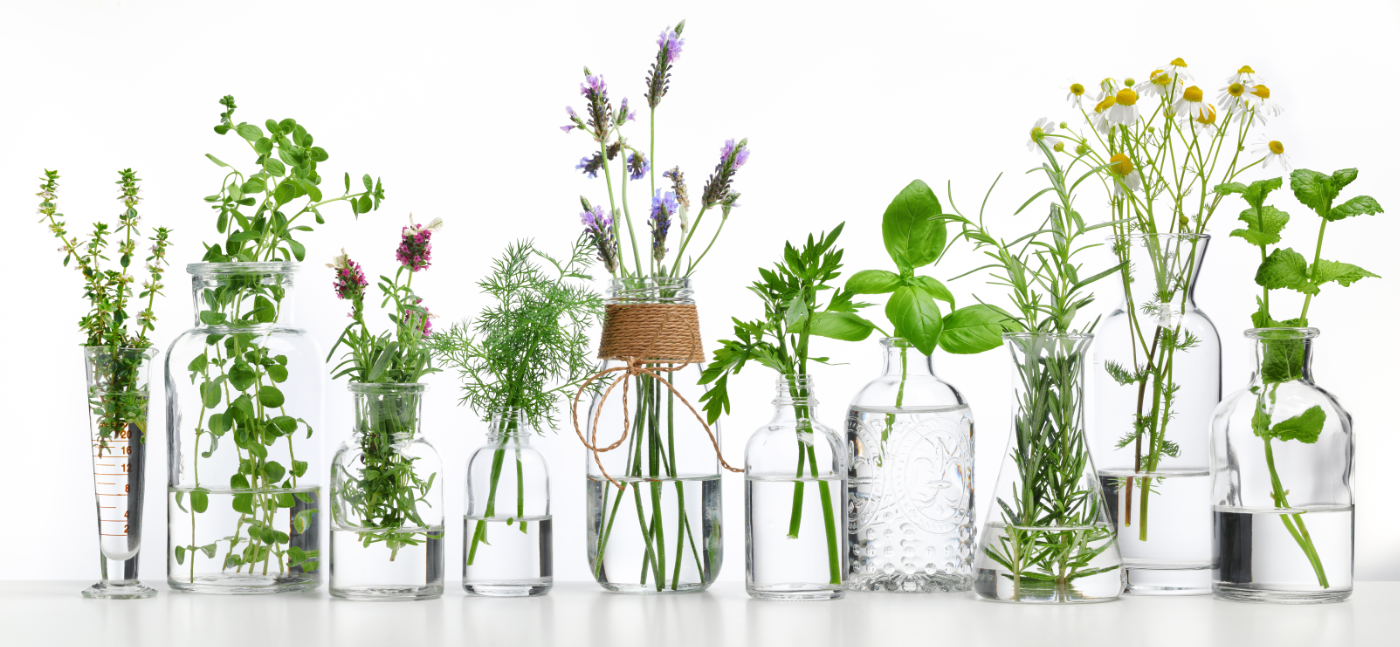 Assorted Plants and Flowers Used in Pure Organic Essential Oils