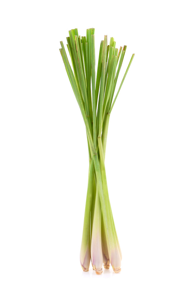 Silver Infused Lemongrass Pure Essential Oil