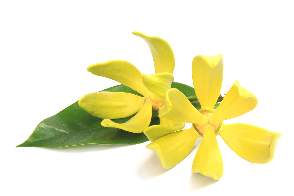 Silver Infused Ylang Ylang Pure Essential Oil