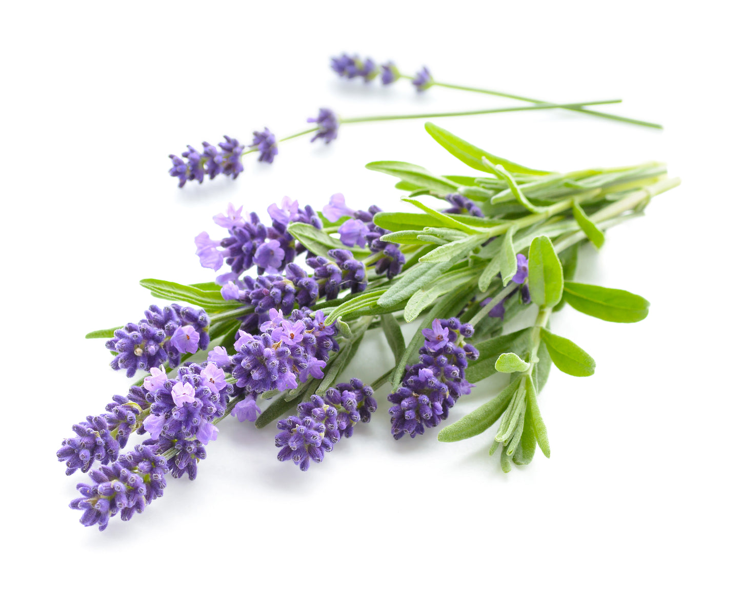 Silver Infused Lavender Pure Essential Oil